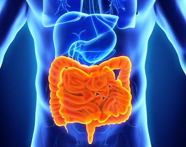 Human Intestine Anatomy