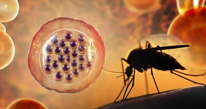 malaria