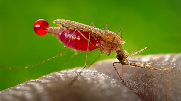 malaria