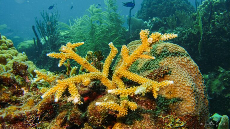 República Dominicana logra ser parte de la mayor iniciativa de investigación de aguas profundas